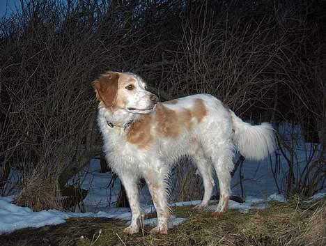 Breton Mikki - King of the world. (Tror han) ;P billede 15