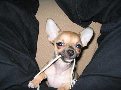 Chihuahua Ludvig billede 1