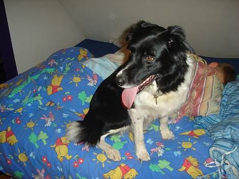 Border collie molly - der sidder hun bare og kigger lidt på fuglene  billede 10