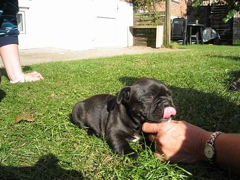 Fransk bulldog Anton - Bor hos far nu billede 3