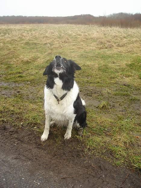 Border collie molly - her tigger hun efter pinden, ved at gø  billede 11