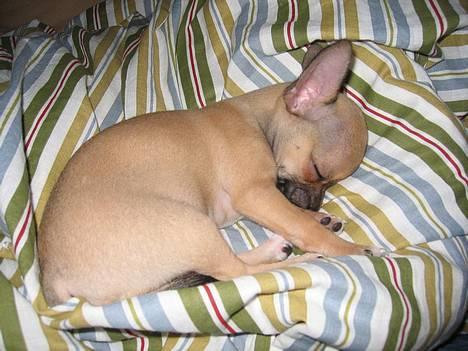 Chihuahua Ludvig billede 2