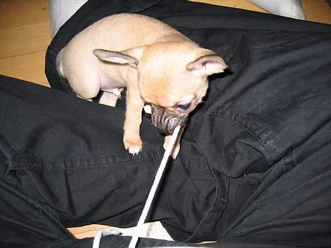 Chihuahua Ludvig - Ludvig elsker snorer billede 3