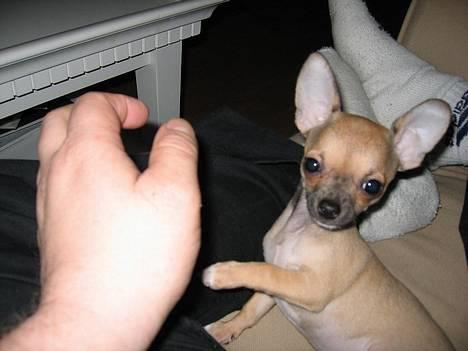 Chihuahua Ludvig billede 4