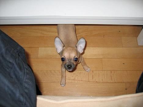 Chihuahua Ludvig billede 5