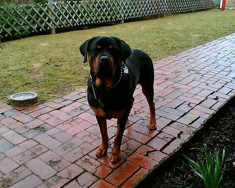 Rottweiler Chica  *Død Nov. 2008 * - Her er jeg i Januar 2007 billede 1