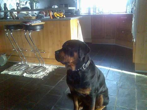 Rottweiler Chica  *Død Nov. 2008 * - Februar 2007, Jeg kigger/leder efter en far til mine evt. hvalpe billede 2