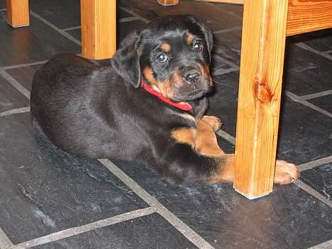 Rottweiler Chica  *Død Nov. 2008 * - 8 uger og lige kommet hjem billede 3