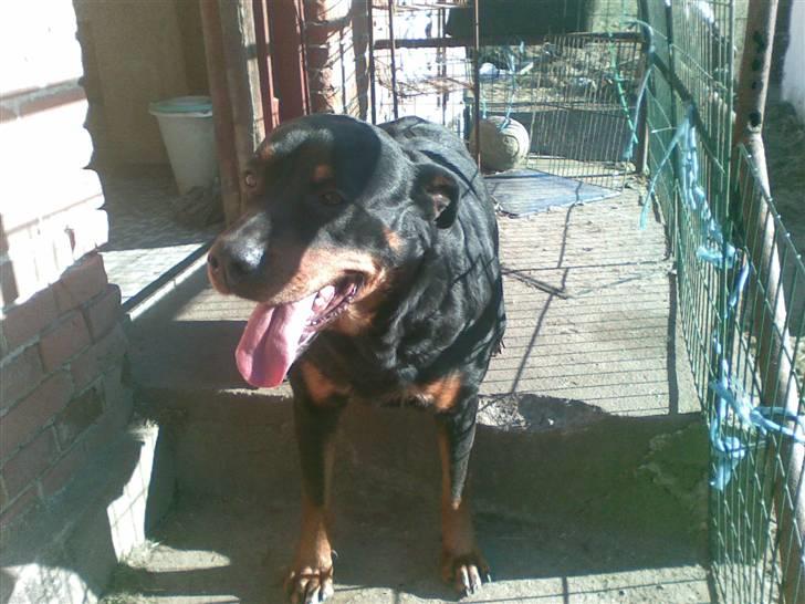 Rottweiler molly - molly 5 år billede 1