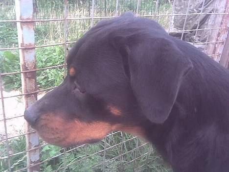 Rottweiler molly billede 2