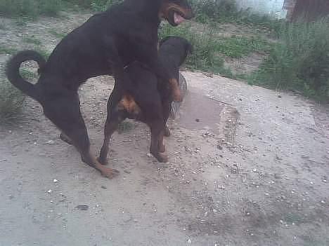 Rottweiler molly - molly og lucky billede 3