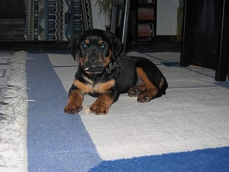 Rottweiler Chica  *Død Nov. 2008 * - Første dag i mit nye hjem i Haderslev billede 4