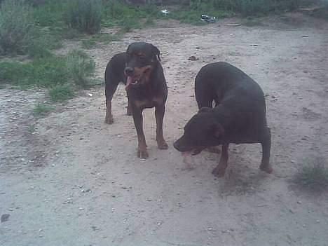 Rottweiler molly - molly og lucky billede 4