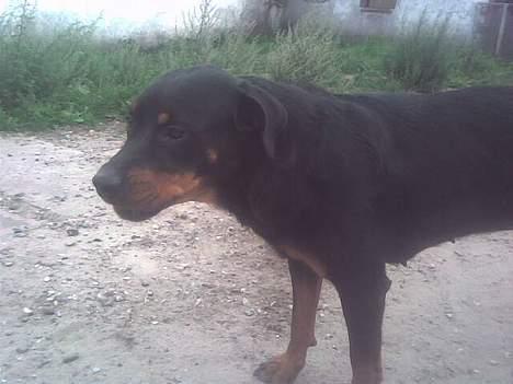 Rottweiler molly billede 5