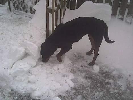 Rottweiler molly billede 6