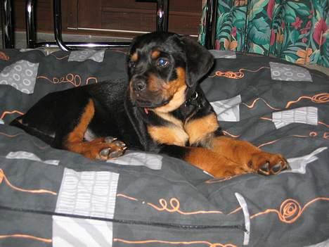 Rottweiler Chica  *Død Nov. 2008 * - Nu har jeg allerede boet i Haderslev en uge, dejligt sted at være billede 5