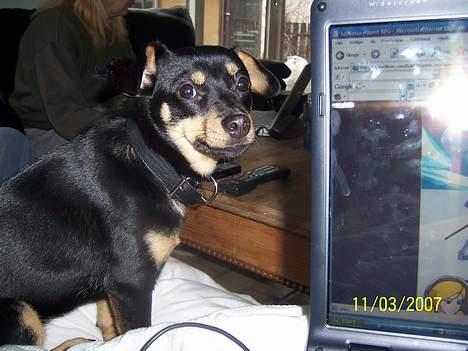 Blanding af racer Bandit billede 7