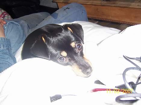 Blanding af racer Bandit billede 8