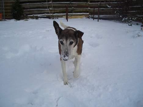 Glathåret foxterrier molly<3 (R.I.P) 28 dec billede 16