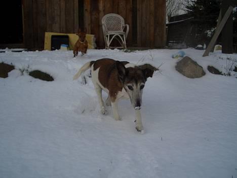 Glathåret foxterrier molly<3 (R.I.P) 28 dec billede 17