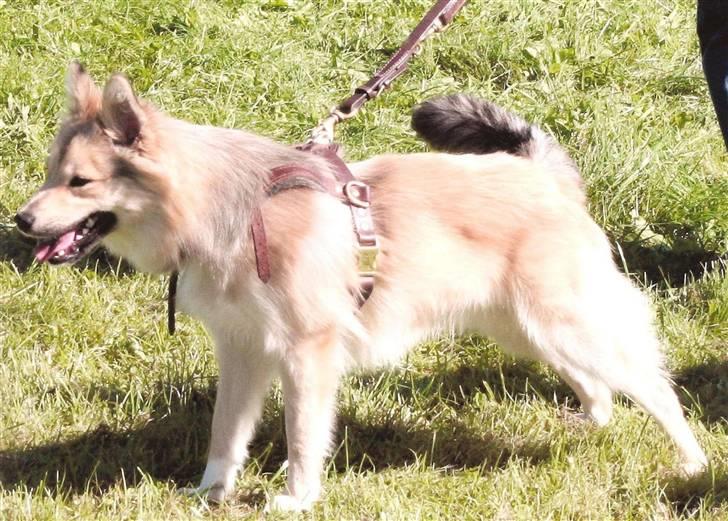 Islandsk fårehund Sòlargeisli Afram - Afram - til juniortræning d. 9/9-2007 billede 13