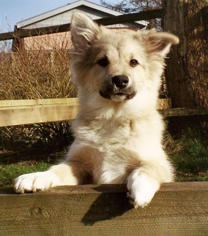 Islandsk fårehund Sòlargeisli Afram billede 14