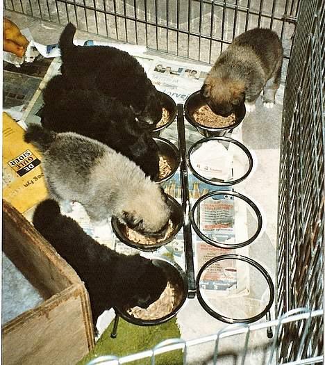 Islandsk fårehund Sòlargeisli Afram - Fællesspisning billede 15