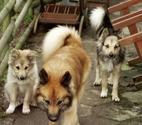Islandsk fårehund Sòlargeisli Afram - Hvor går du hen, fætter Lettir?(R.I.P.) billede 16
