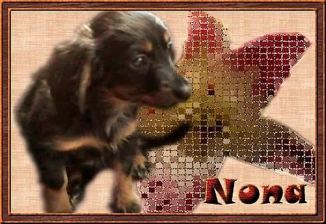 Dværggravhund Nona billede 14