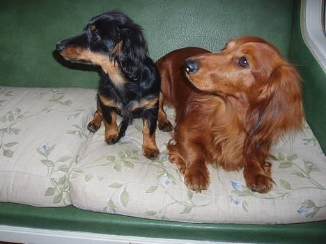 Dværggravhund Nona billede 15