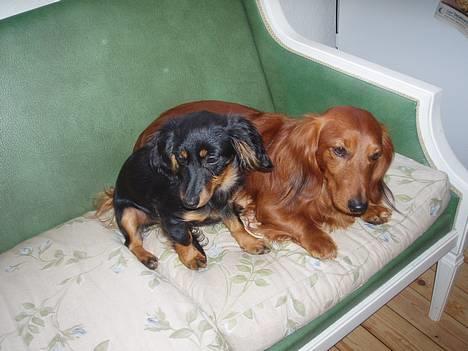 Dværggravhund Nona billede 16