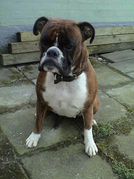 Boxer Emma billede 1