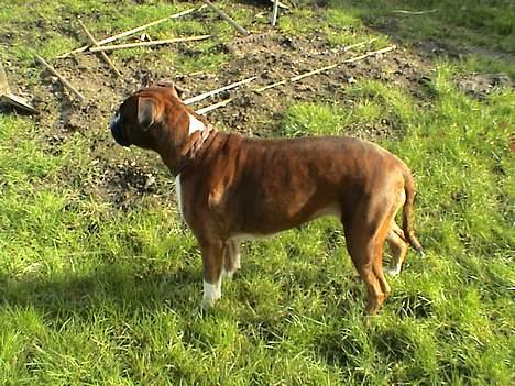 Boxer Emma billede 2