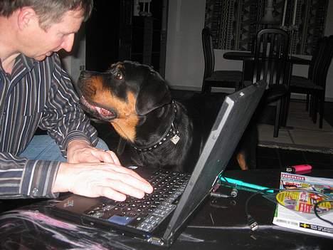 Rottweiler Chica  *Død Nov. 2008 * - Mon jeg kan overtale ham til at gå en tur sammen med mig ?? billede 6