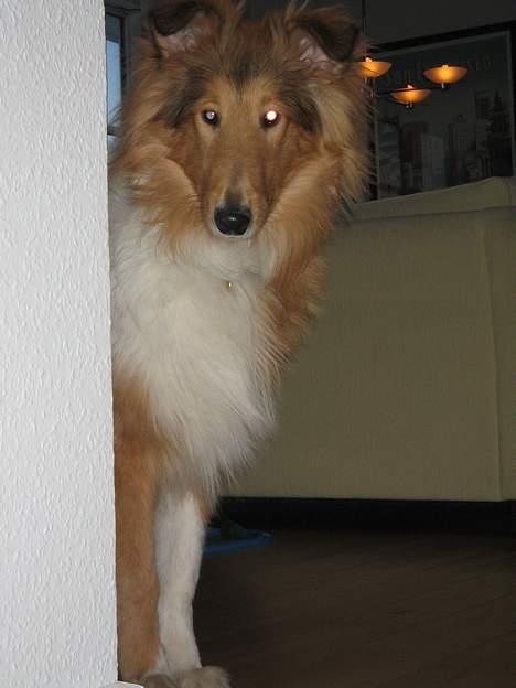 Collie langhåret Felix  - Felix 6 måneder gammel billede 8