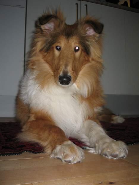 Collie langhåret Felix  - Felix slapper af i køkkenet mens mor laver mad billede 9