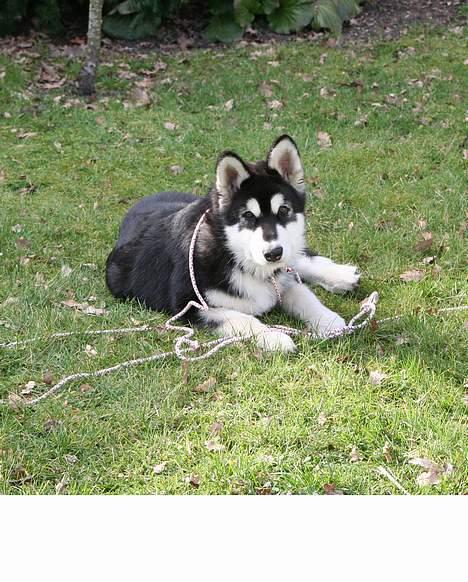 Alaskan malamute Maluq    R.I.P  august 2011 - nu er jeg 5 mdr..  billede 6
