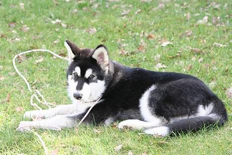 Alaskan malamute Maluq    R.I.P  august 2011 - Jeg ´har fået lov til at komme på græs heeeldig ikke billede 7