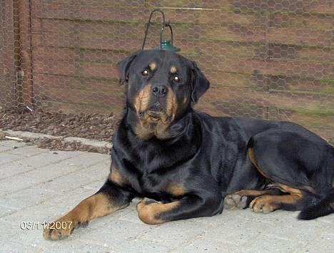 Rottweiler  Basse - Jeg tager lige en slapper billede 5