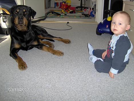 Rottweiler  Basse - sagde du noget om mad mor? billede 6
