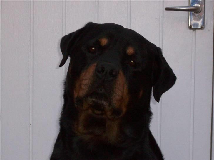 Rottweiler  Basse - jeg synes jeg hørte nogen ude på stien billede 7