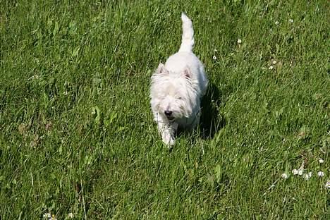 West highland white terrier Mille R.I.P - Mille går sin egen tur billede 6