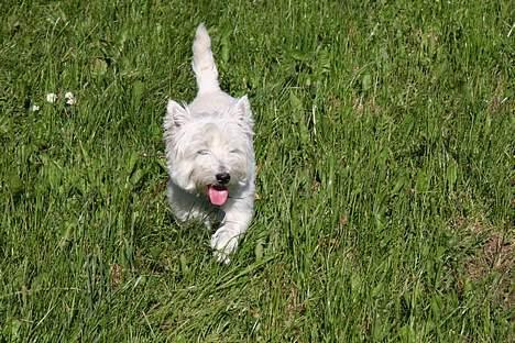 West highland white terrier Mille R.I.P - Mille har det varmt  billede 7