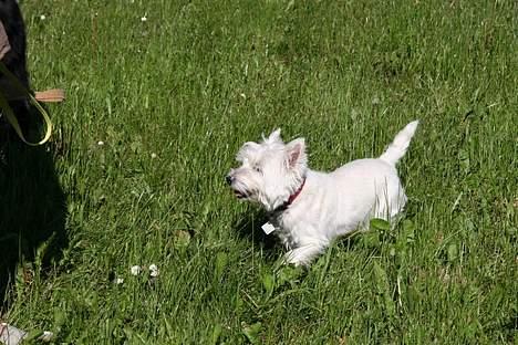 West highland white terrier Mille R.I.P - Jeg skal skynde mig hen til min far før han går uden mig billede 8