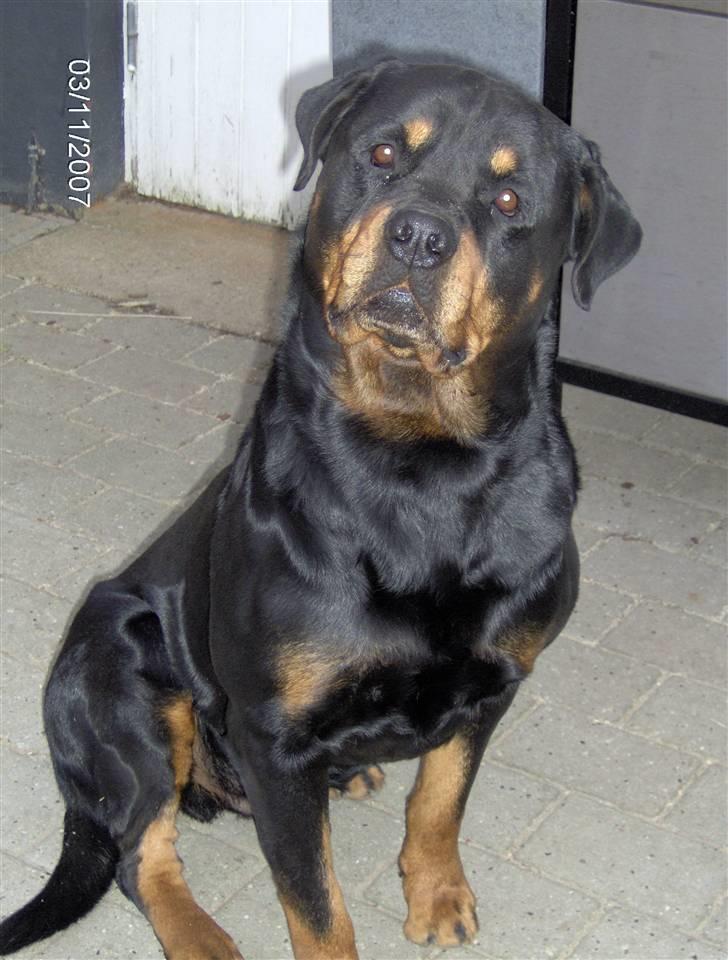 Rottweiler  Basse - Hej billede 8