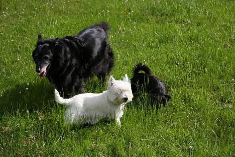 West highland white terrier Mille R.I.P - Her er jeg sammen med mine venner fie og zendi billede 9