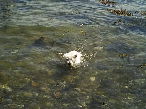 West highland white terrier Mille R.I.P - Her er jeg lige ude at svømme  billede 10