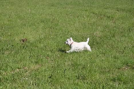 West highland white terrier Mille R.I.P - ER nød til at løbe stærk for at nå de andre  billede 11