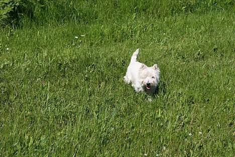 West highland white terrier Mille R.I.P - ELsker bare græs  billede 12