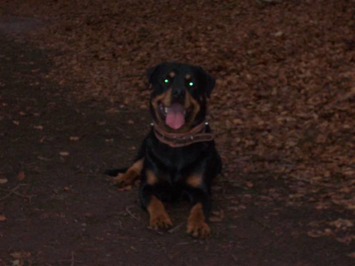 Rottweiler  Basse - er lige en tur i skoven billede 9
